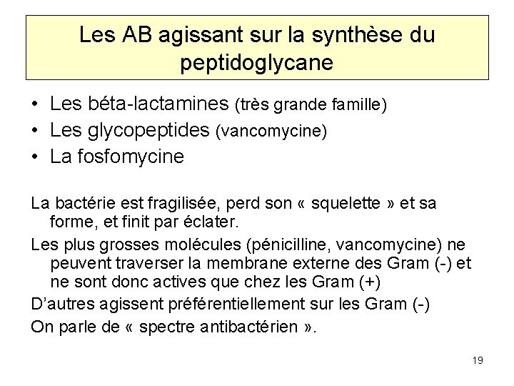 Les AB agissant sur la synthèse du peptidoglycane • Les béta-lactamines (très grande famille)