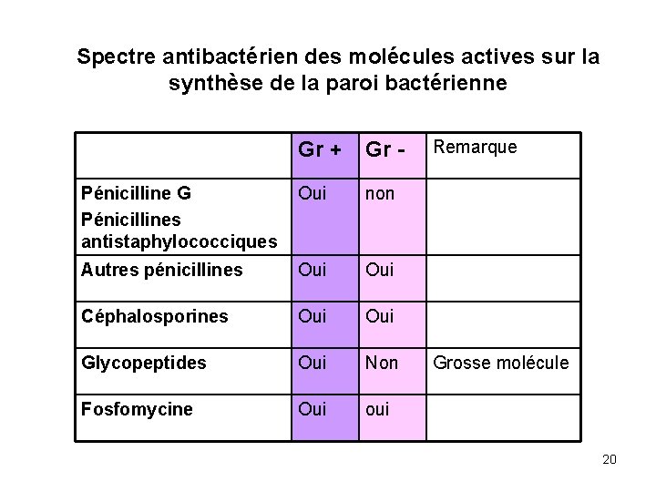 Spectre antibactérien des molécules actives sur la synthèse de la paroi bactérienne Gr +