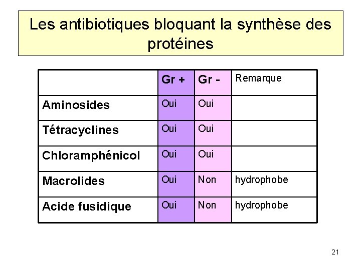 Les antibiotiques bloquant la synthèse des protéines Remarque Gr + Gr - Aminosides Oui