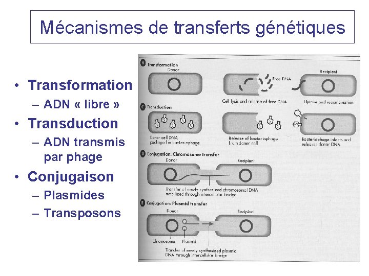 Mécanismes de transferts génétiques • Transformation – ADN « libre » • Transduction –