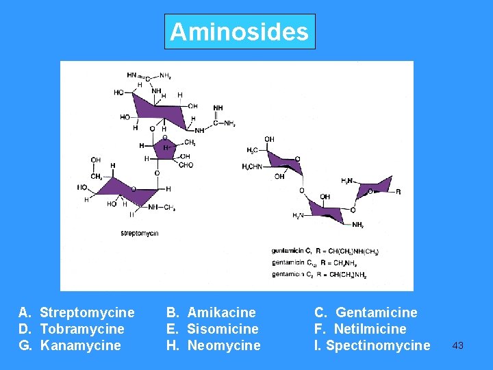 Aminosides A. Streptomycine D. Tobramycine G. Kanamycine B. Amikacine E. Sisomicine H. Neomycine C.