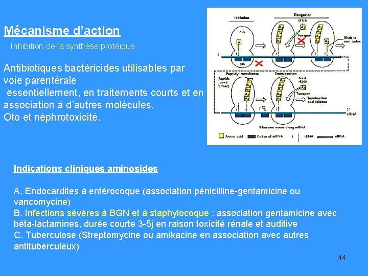 Mécanisme d’action Inhibition de la synthèse protéique Antibiotiques bactéricides utilisables par voie parentérale essentiellement,