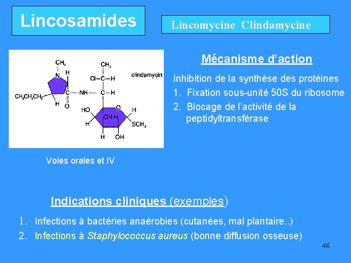 Lincosamides Lincomycine Clindamycine Mécanisme d’action Inhibition de la synthèse des protéines 1. Fixation sous-unité