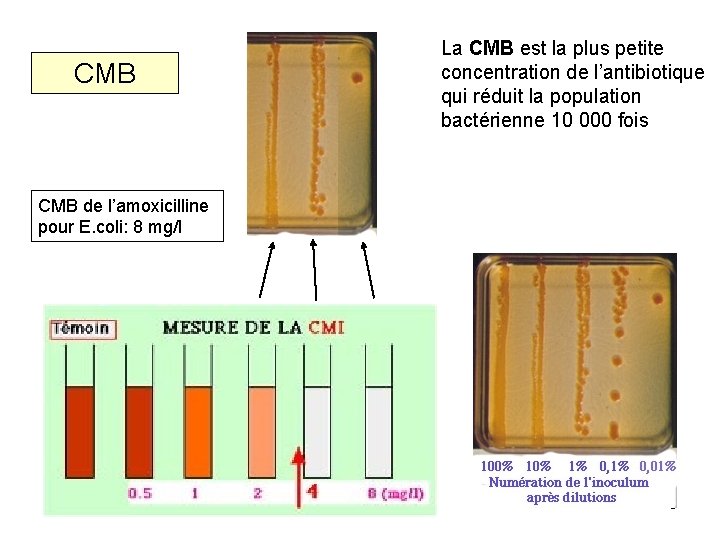 CMB La CMB est la plus petite concentration de l’antibiotique qui réduit la population