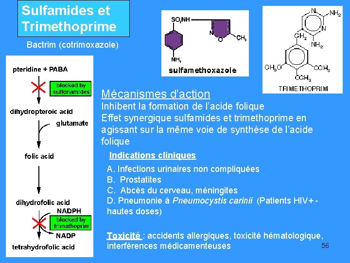 Sulfamides et Trimethoprime Bactrim (cotrimoxazole) Mécanismes d’action Inhibent la formation de l’acide folique Effet