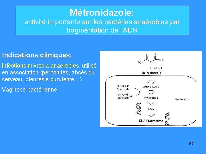Métronidazole: activité importante sur les bactéries anaérobies par fragmentation de l’ADN Indications cliniques: infections