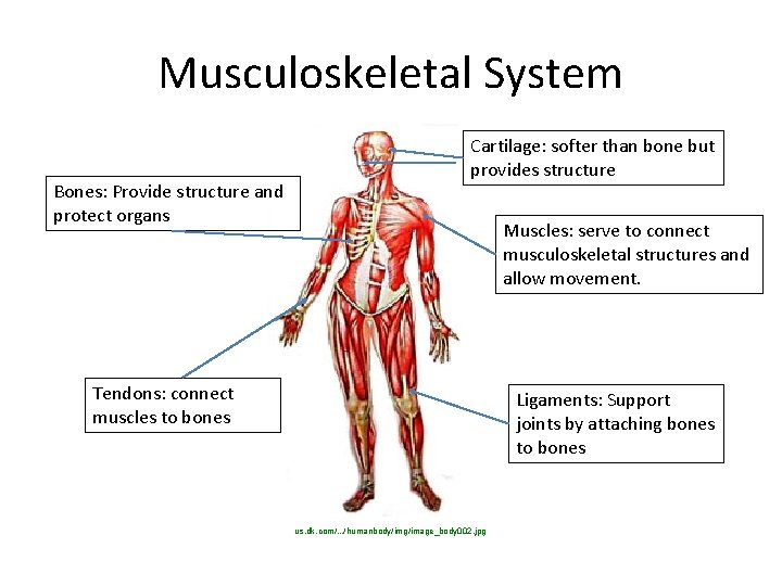 Musculoskeletal System Bones: Provide structure and protect organs Cartilage: softer than bone but provides