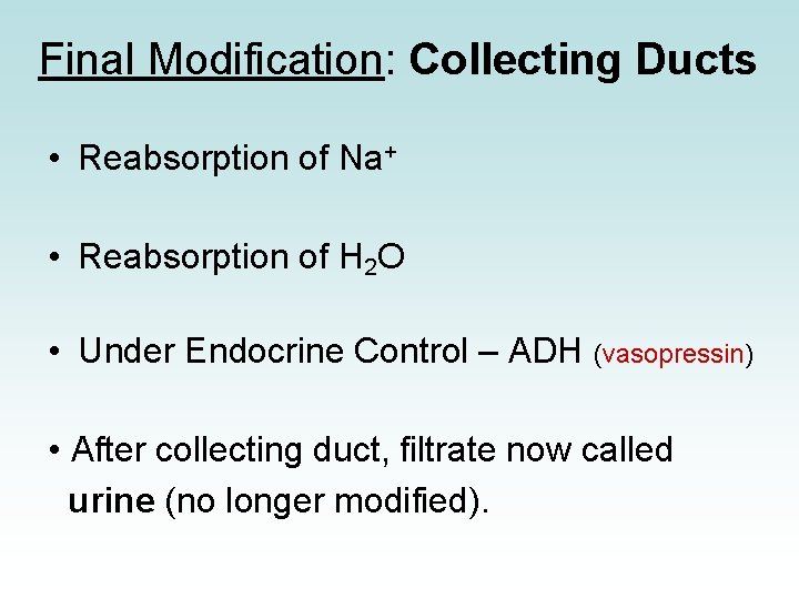 Final Modification: Collecting Ducts • Reabsorption of Na+ • Reabsorption of H 2 O