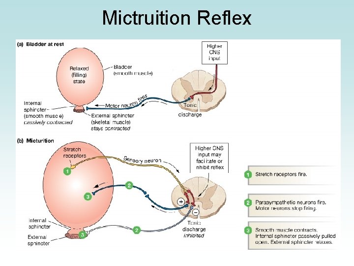 Mictruition Reflex 