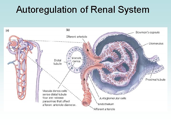 Autoregulation of Renal System 