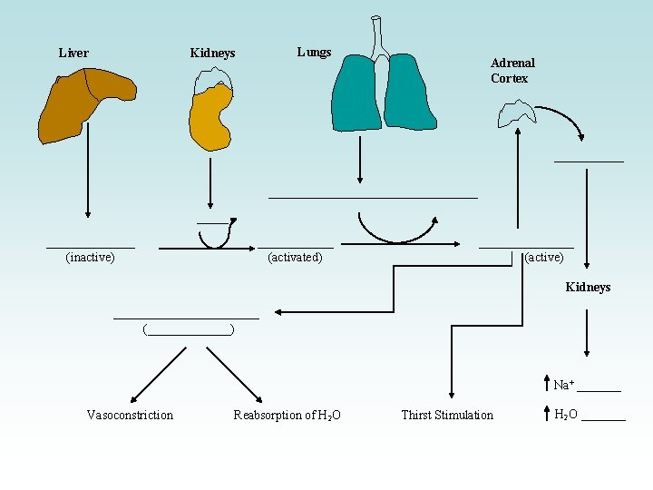 Liver Lungs Kidneys Adrenal Cortex ______________________ (inactive) ______ (activated) ________ (active) Kidneys ____________ (_______)