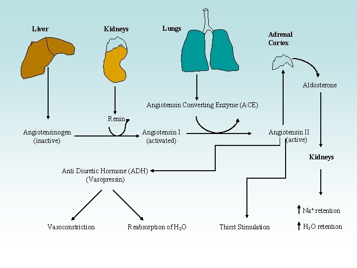 Liver Lungs Kidneys Adrenal Cortex Aldosterone Angiotensin Converting Enzyme (ACE) Renin Angiotensinogen (inactive) Angiotensin