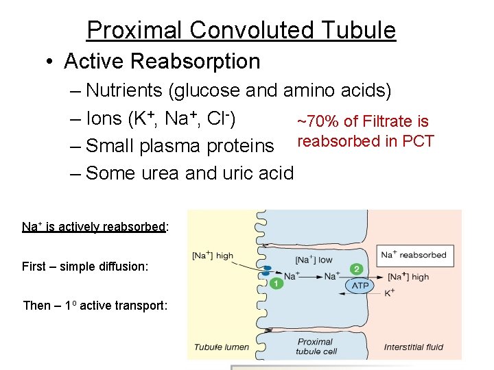 Proximal Convoluted Tubule • Active Reabsorption – Nutrients (glucose and amino acids) – Ions