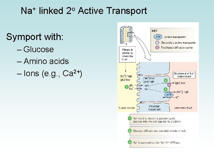 Na+ linked 2 o Active Transport Symport with: – Glucose – Amino acids –