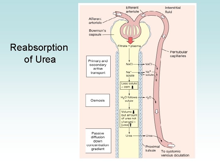 Reabsorption of Urea 