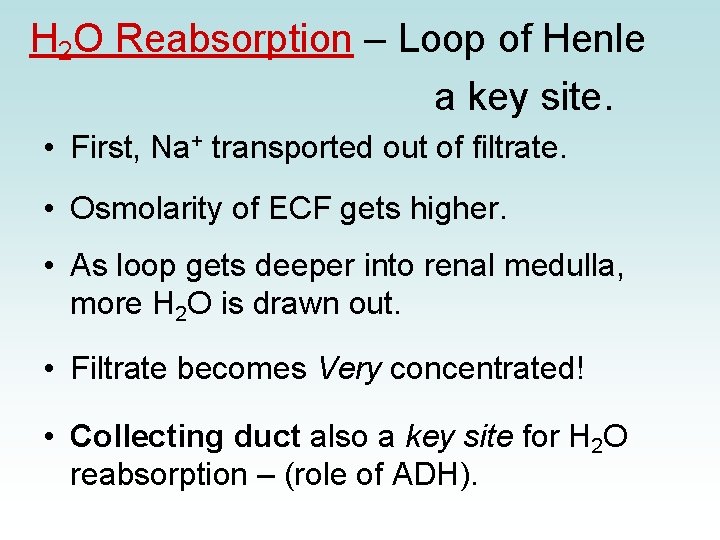 H 2 O Reabsorption – Loop of Henle a key site. • First, Na+