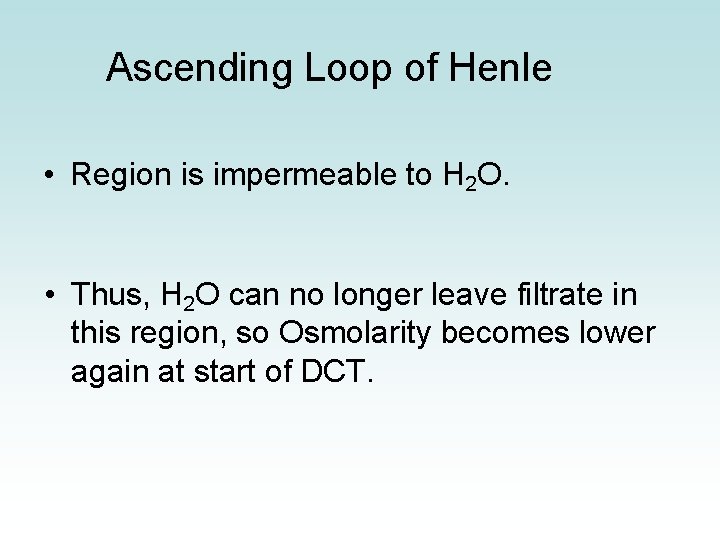 Ascending Loop of Henle • Region is impermeable to H 2 O. • Thus,