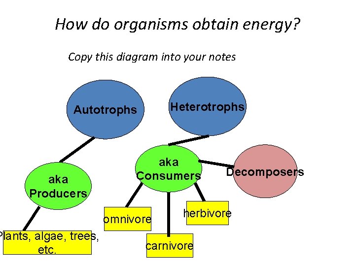 How do organisms obtain energy? Copy this diagram into your notes Heterotrophs Autotrophs aka