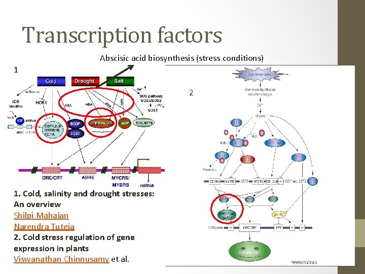 Transcription factors Abscisic acid biosynthesis (stress conditions) 1 2 1. Cold, salinity and drought