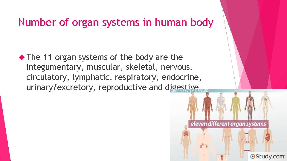 Number of organ systems in human body The 11 organ systems of the body