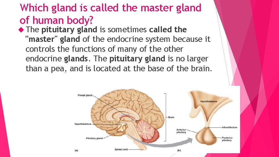 Which gland is called the master gland of human body? The pituitary gland is