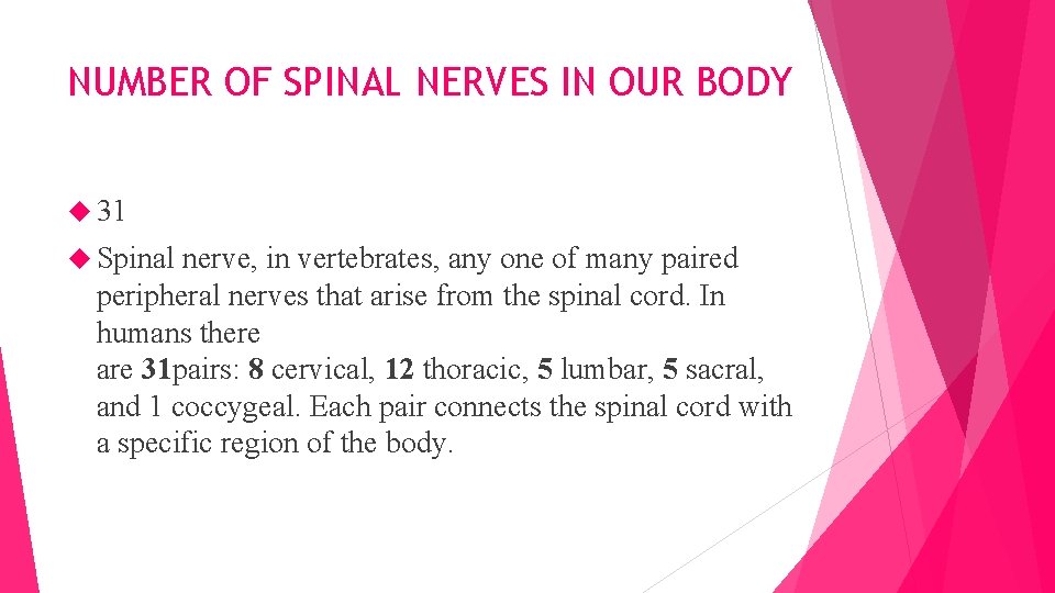 NUMBER OF SPINAL NERVES IN OUR BODY 31 Spinal nerve, in vertebrates, any one