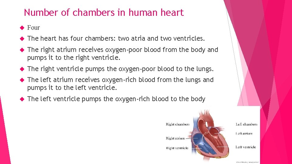 Number of chambers in human heart Four The heart has four chambers: two atria