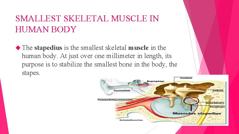 SMALLEST SKELETAL MUSCLE IN HUMAN BODY The stapedius is the smallest skeletal muscle in