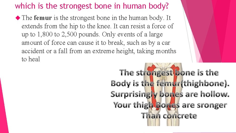 which is the strongest bone in human body? The femur is the strongest bone