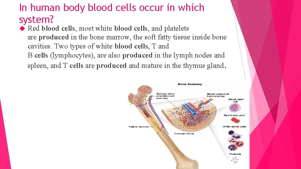 In human body blood cells occur in which system? Red blood cells, most white