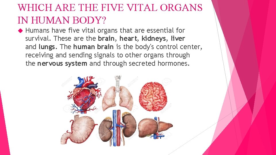 WHICH ARE THE FIVE VITAL ORGANS IN HUMAN BODY? Humans have five vital organs