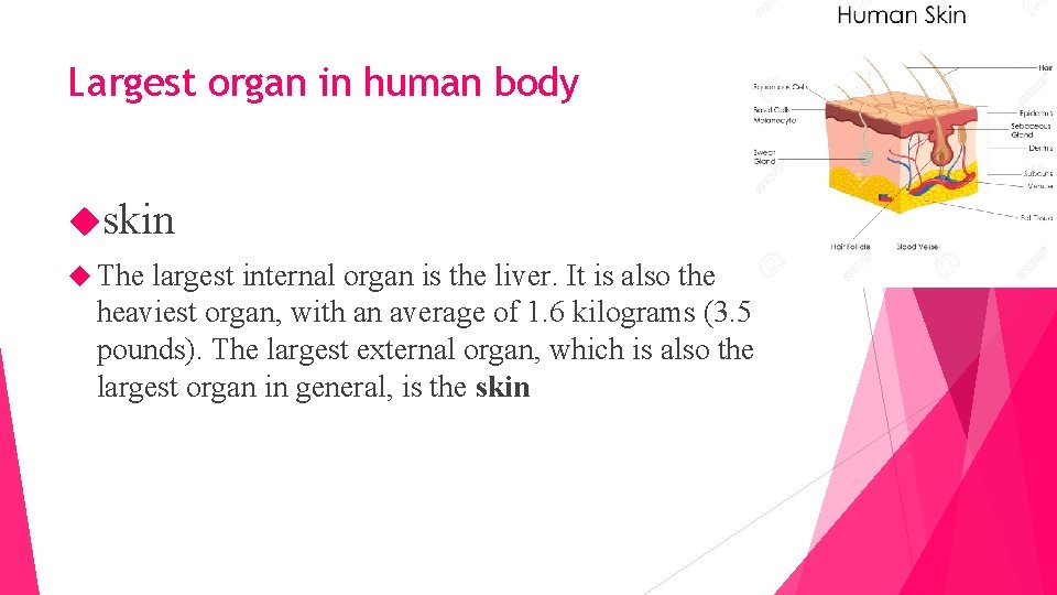 Largest organ in human body skin The largest internal organ is the liver. It