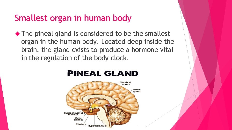 HUMAN BODY BY CHRISTEENA S JOSEPH AND DEVIKA