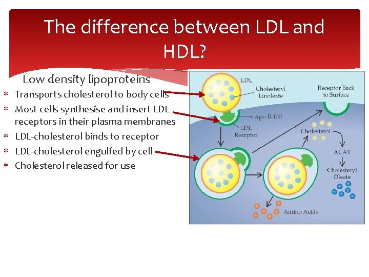 The difference between LDL and HDL? Low density lipoproteins Transports cholesterol to body cells