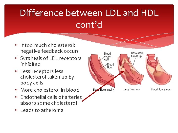 Difference between LDL and HDL cont’d If too much cholesterol: negative feedback occurs Synthesis