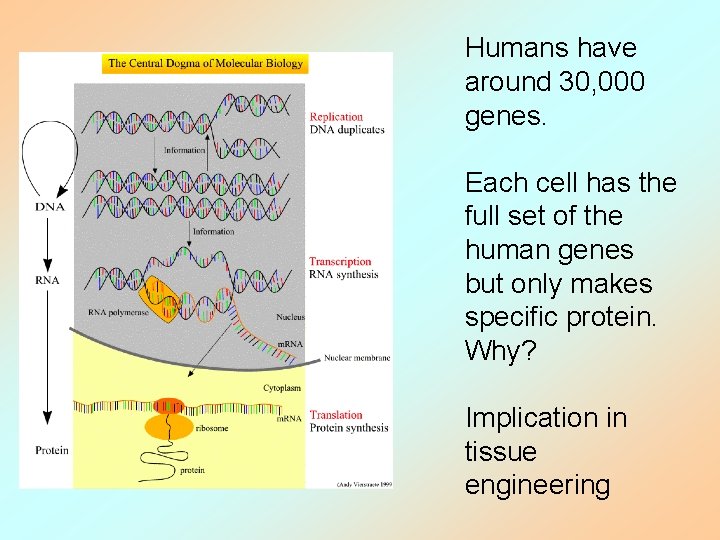 Humans have around 30, 000 genes. Each cell has the full set of the