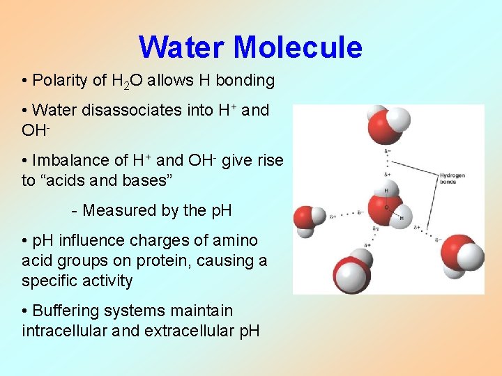 Water Molecule • Polarity of H 2 O allows H bonding • Water disassociates