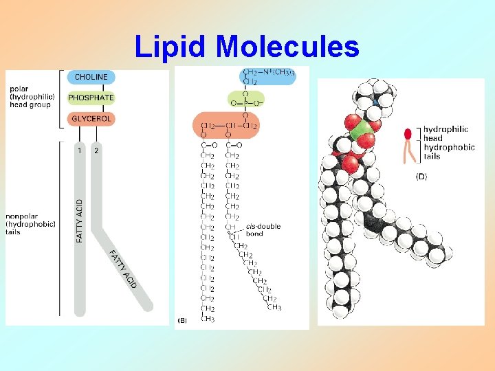 Lipid Molecules 