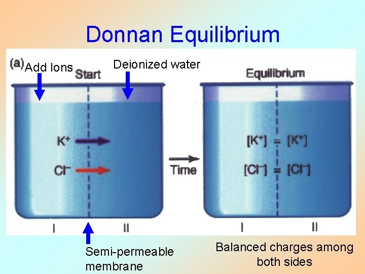 Donnan Equilibrium Add Ions Deionized water Semi-permeable membrane Balanced charges among both sides 