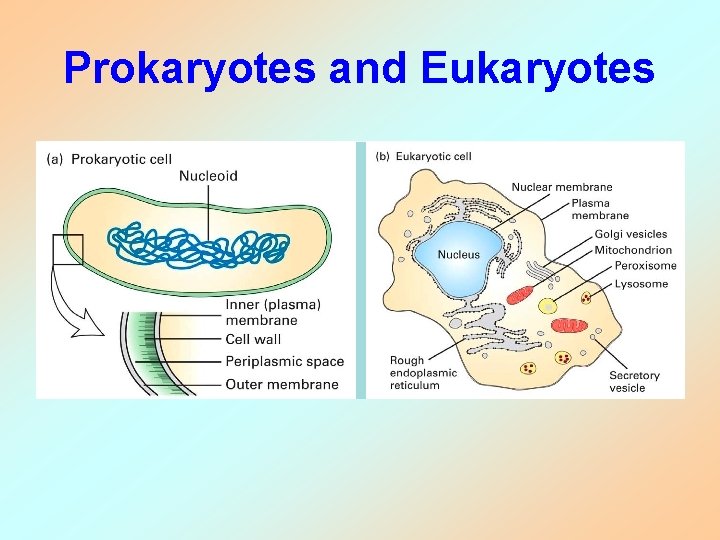 Prokaryotes and Eukaryotes 