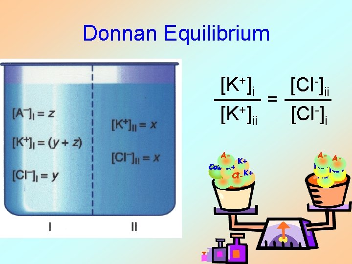 Donnan Equilibrium [K+]i [Cl-]ii = [K+]ii [Cl-]i A- K+ Ca 2+K+ A- Cl-K+ A-