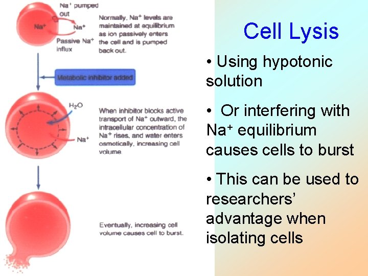 Cell Lysis • Using hypotonic solution • Or interfering with Na+ equilibrium causes cells
