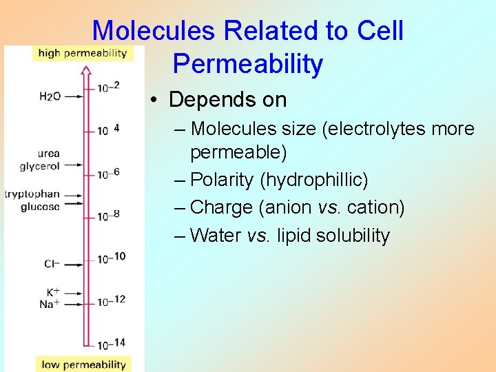 Molecules Related to Cell Permeability • Depends on – Molecules size (electrolytes more permeable)