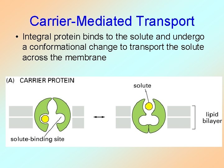 Carrier-Mediated Transport • Integral protein binds to the solute and undergo a conformational change