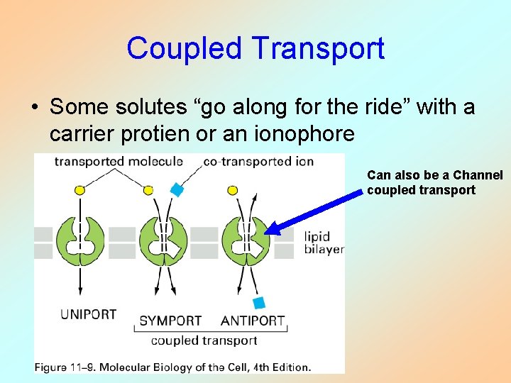 Coupled Transport • Some solutes “go along for the ride” with a carrier protien
