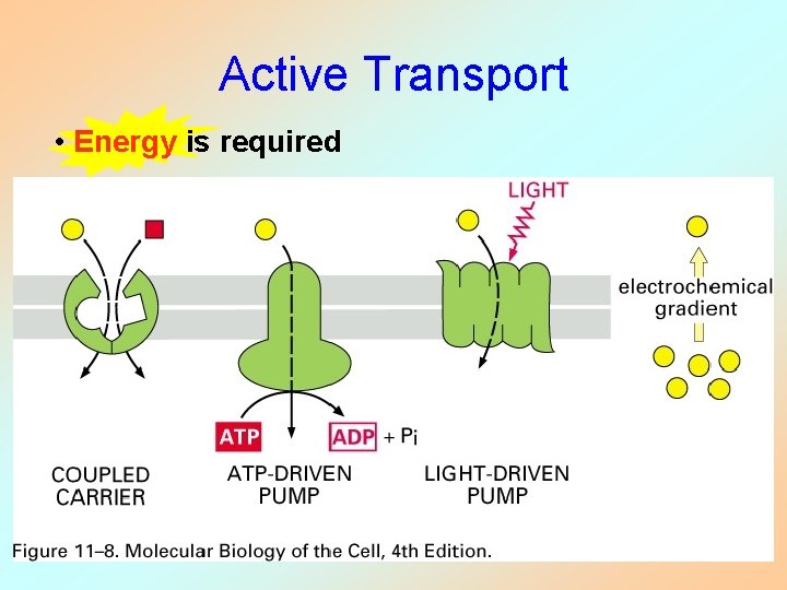 Active Transport • Energy is required 