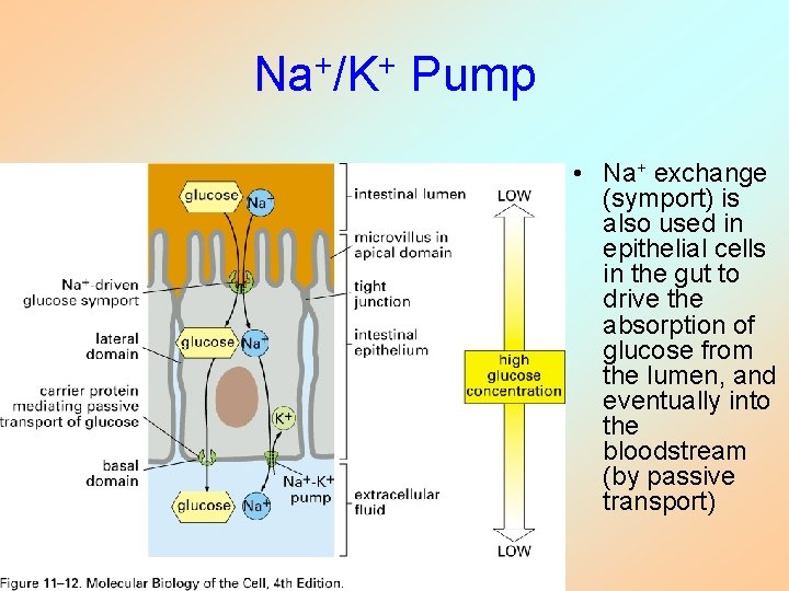 Na+/K+ Pump • Na+ exchange (symport) is also used in epithelial cells in the