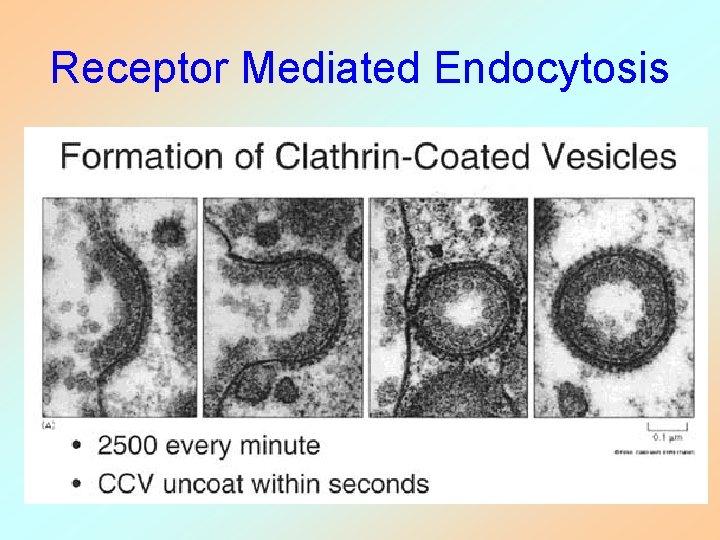Receptor Mediated Endocytosis 