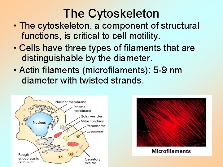 The Cytoskeleton • The cytoskeleton, a component of structural functions, is critical to cell