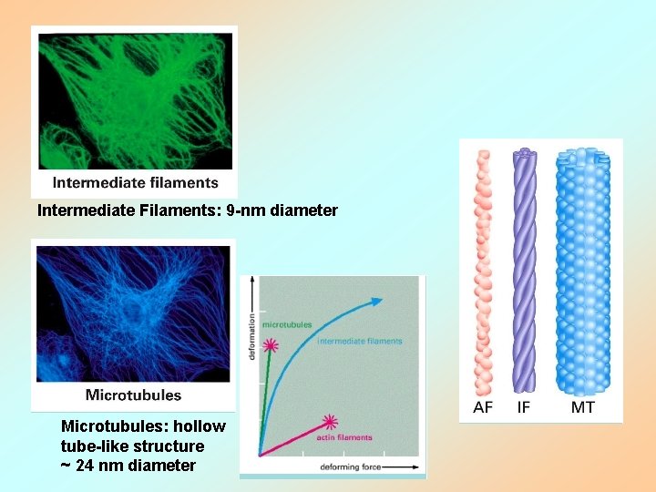 Intermediate Filaments: 9 -nm diameter Microtubules: hollow tube-like structure ~ 24 nm diameter 
